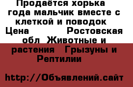 Продаётся хорька 2 года мальчик вместе с клеткой и поводок › Цена ­ 5 000 - Ростовская обл. Животные и растения » Грызуны и Рептилии   